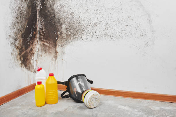 Best Residential Mold Removal  in Arcanum, OH