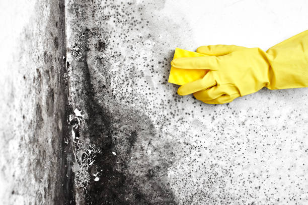 Best Mold Remediation  in Arcanum, OH
