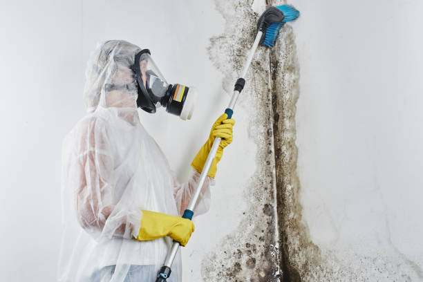 Best Affordable Mold Removal  in Arcanum, OH