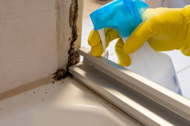 Best Residential Mold Removal  in Arcanum, OH