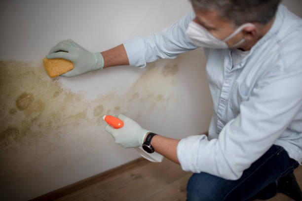 Best Crawl Space Mold Removal  in Arcanum, OH