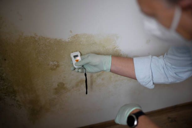 Best Emergency Mold Removal  in Arcanum, OH