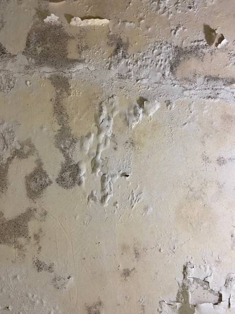 Best Attic Mold Removal  in Arcanum, OH