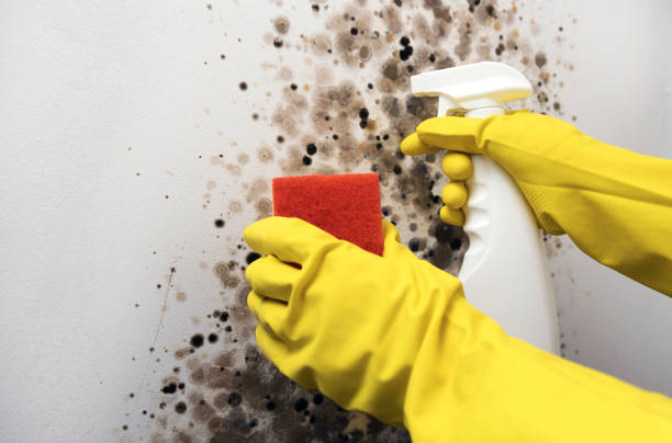 Best Mold Testing  in Arcanum, OH