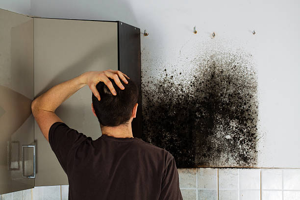 Best Toxic Mold Removal  in Arcanum, OH